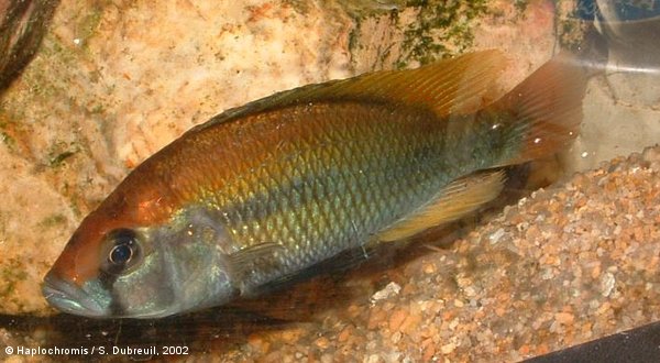 Haplochromis sp. flameback male