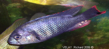 Neochromis sp. Mbita Point