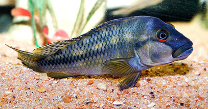 Orthochromis stormsi <br />Photo : Dave Hanssen