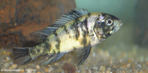 mod_821_Neochromis_omnicaeruleus_male_blotched_piry2007_IMGP3339.jpg