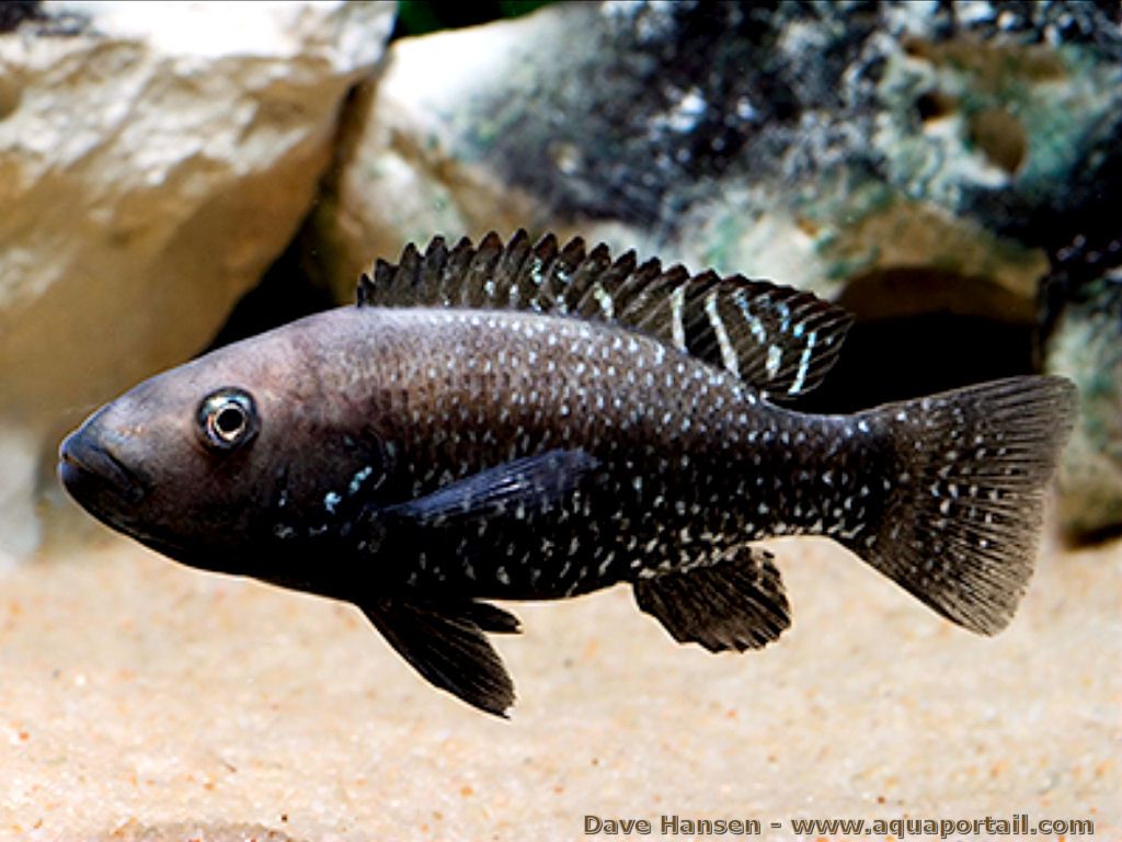 iranocichla-hormuzensis.jpg