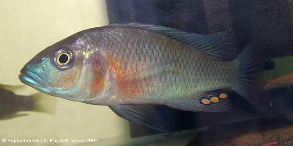 mod_669_Haplochromis_rubescens_male_piryvelay2007_imgp4001.jpg