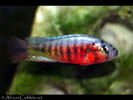 pundamilia_sp_crimsontide1.jpg