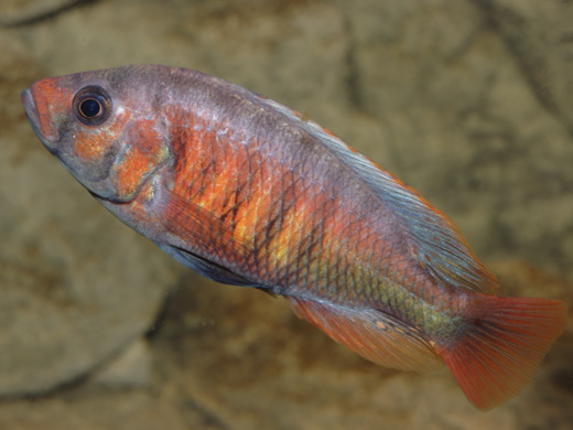 pundamilia_sp_crimson_tide_1433.jpg