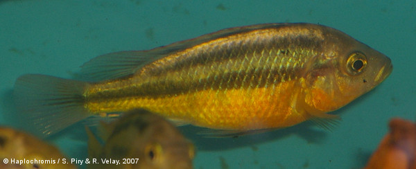 mod_2080_Haplochromis_sp_rockkribensis_makobe_male_piryvelay2007_IMGP3530.jpg