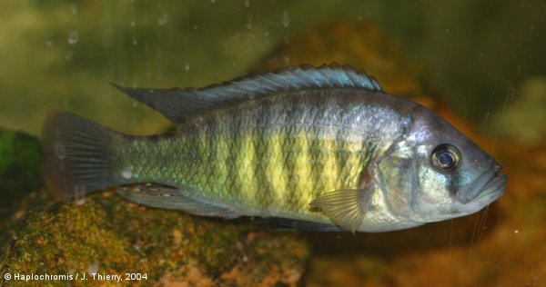 mod_Haplochromis_melanopterus_male_JT2004.jpg