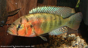 mod_2280_Pundamilia_sp_redhead_male_sylvainwarner2007.jpg