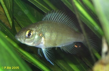 2005-10-13_183239_H.nuchisquamulatus-jeune.jpg