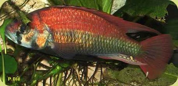 2005-04-23_190220_H_nuschisquamulatus_mâle8.jpg