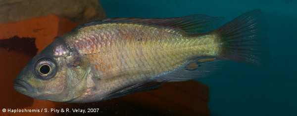 mod_2271_Haplochromis_sp_redRockSheller_male_piryvelay2007_IMGP3175.jpg