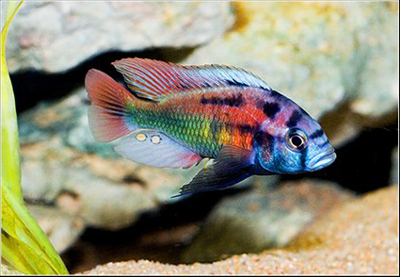 Xysticochromis phytophagus